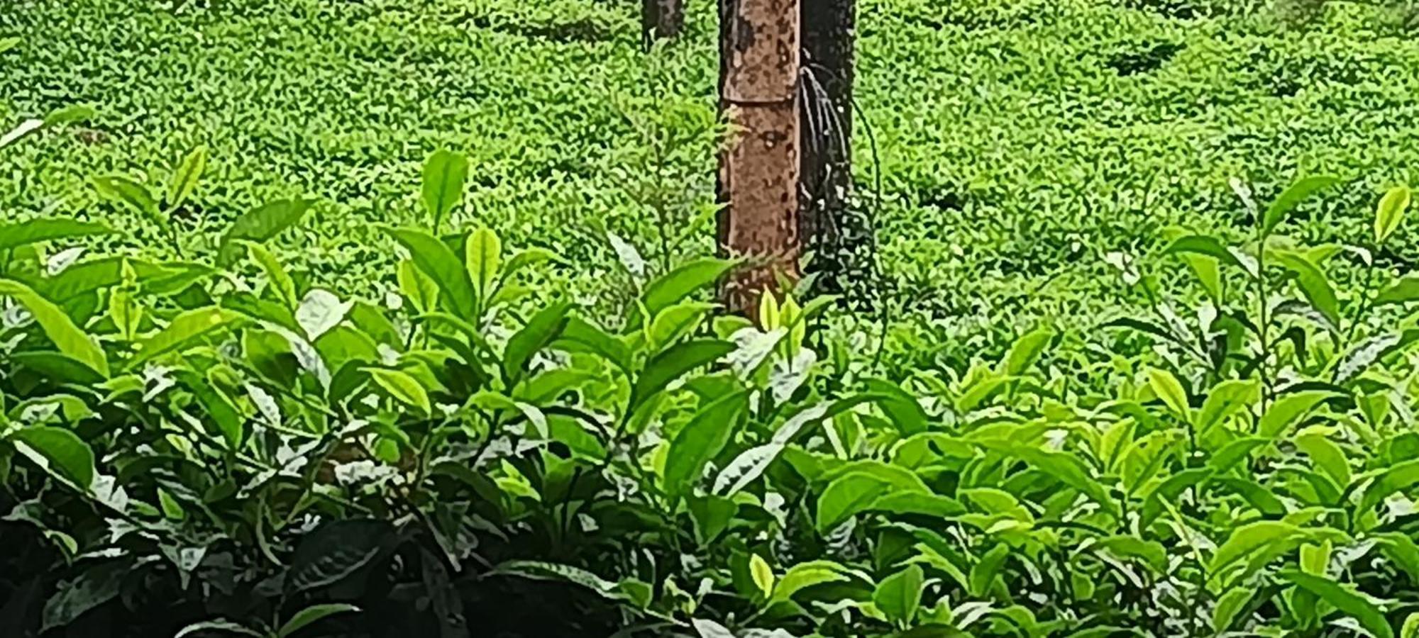 Jungle Valley Ayurvedic Spa Resort Meppādi エクステリア 写真