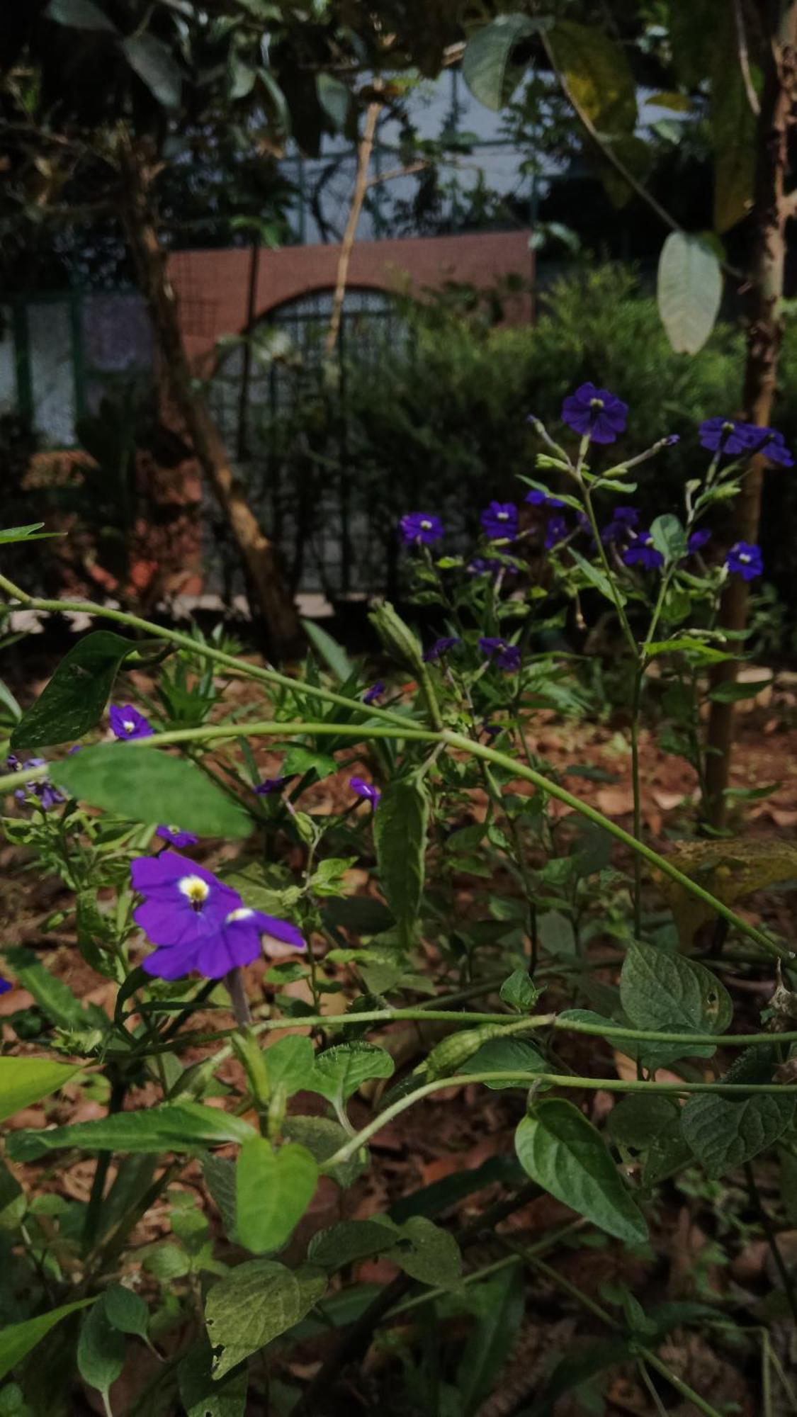 Jungle Valley Ayurvedic Spa Resort Meppādi エクステリア 写真
