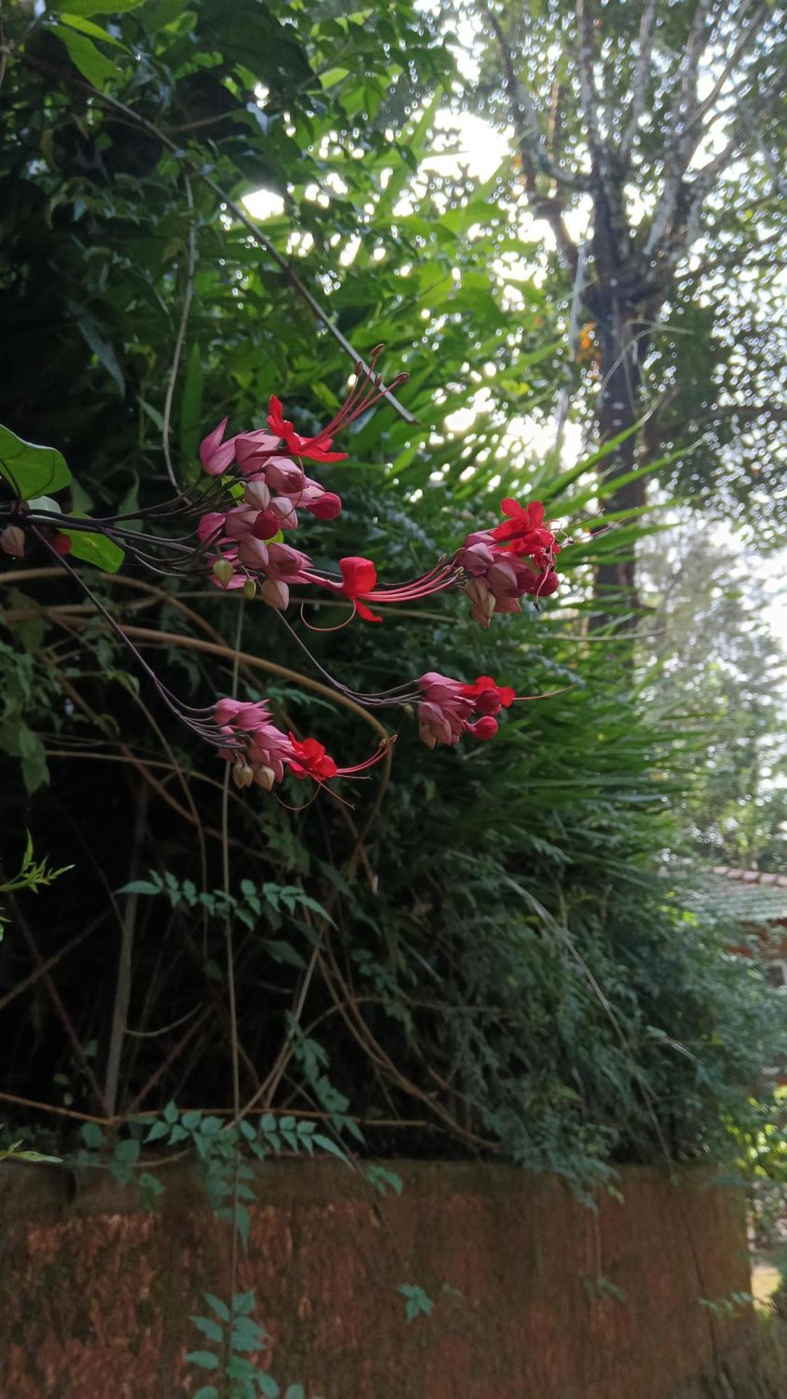 Jungle Valley Ayurvedic Spa Resort Meppādi エクステリア 写真
