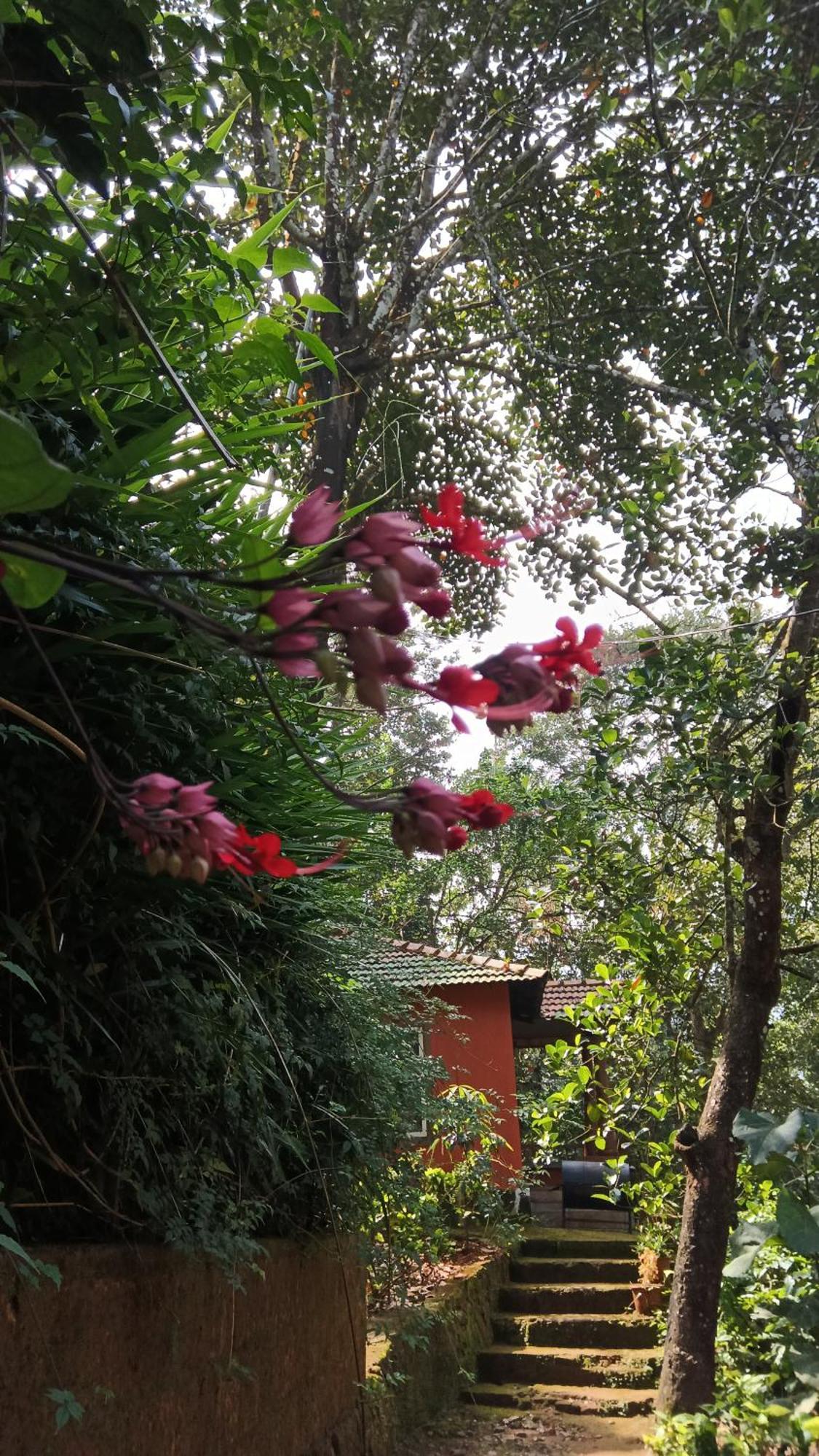 Jungle Valley Ayurvedic Spa Resort Meppādi エクステリア 写真